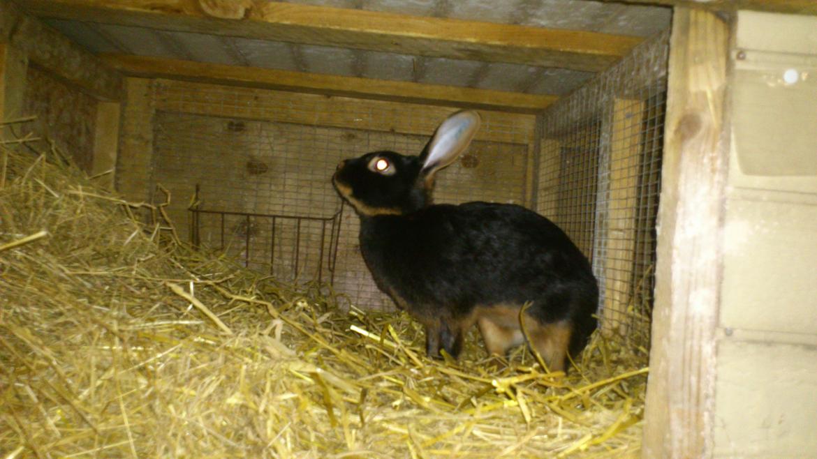 Kanin Belgisk Hare. Carla billede 5