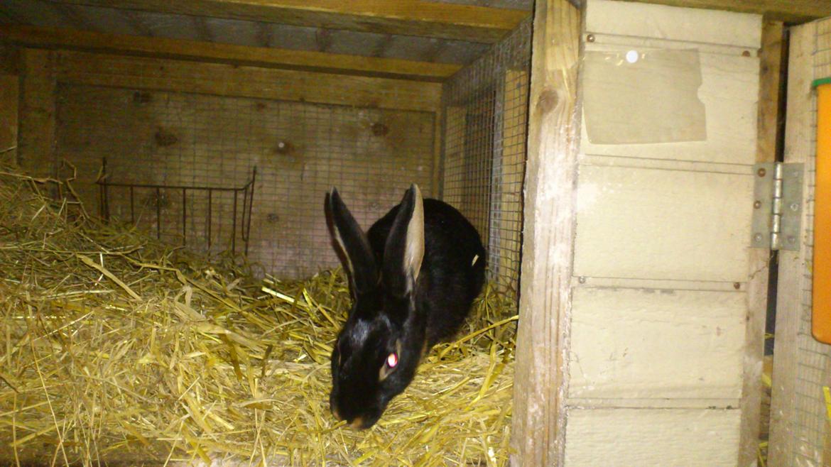 Kanin Belgisk Hare. Carla billede 6