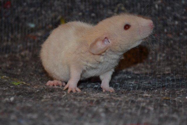 Tamrotte Nuuk RIP billede 1