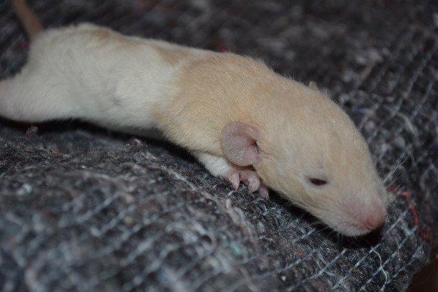 Tamrotte Nuuk RIP billede 2