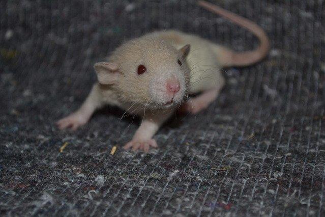 Tamrotte Nuuk RIP billede 3