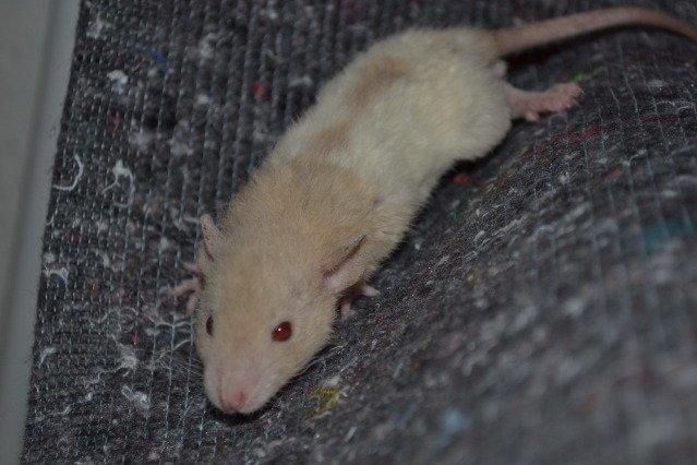 Tamrotte Nuuk RIP billede 4