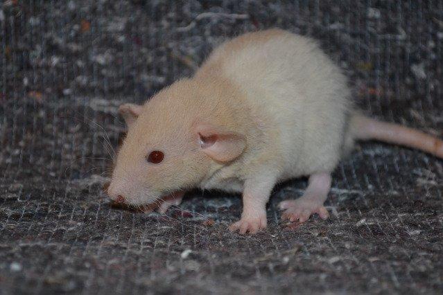 Tamrotte Nuuk RIP billede 5