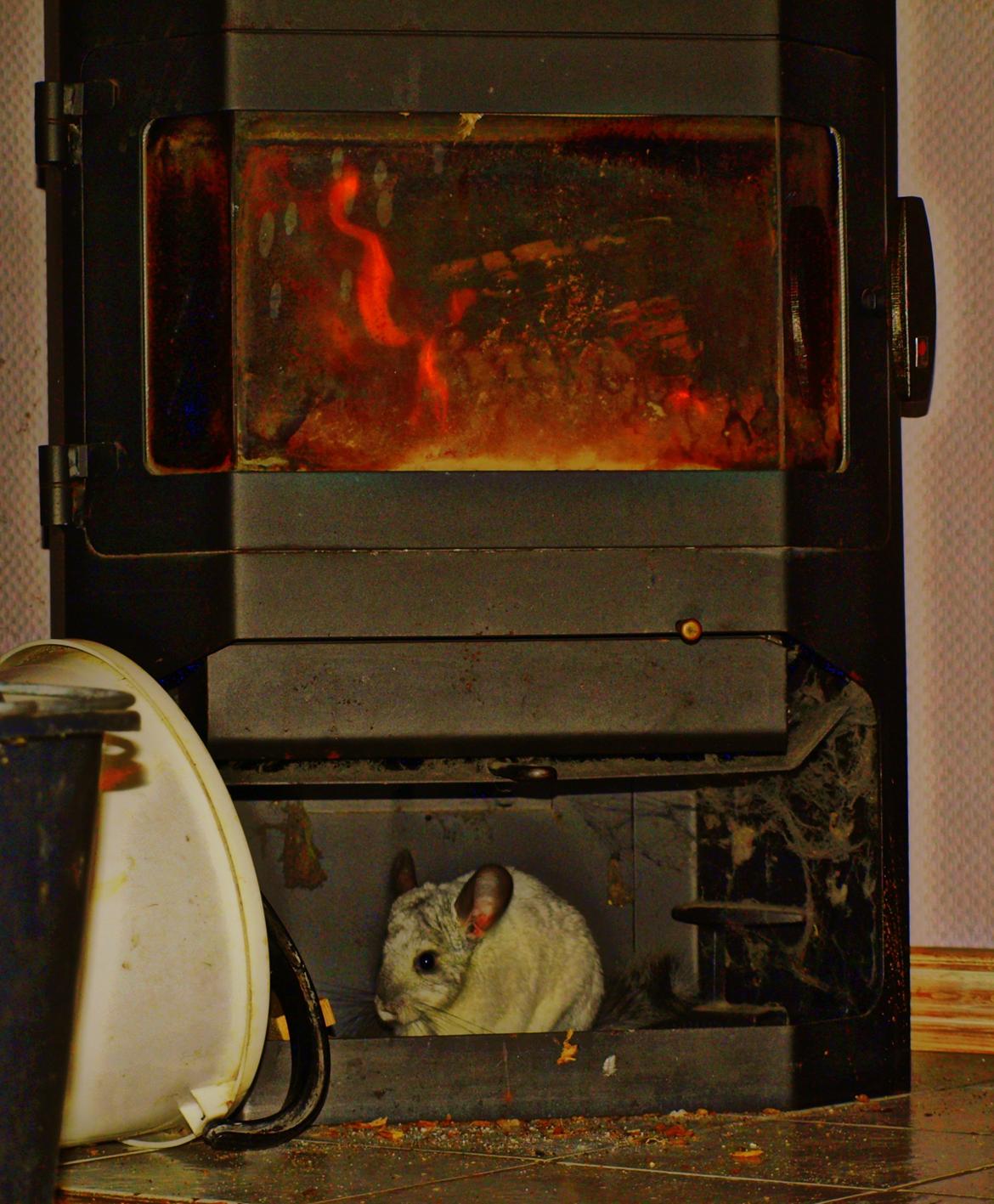 Chinchilla Nica Chin Utopia billede 20