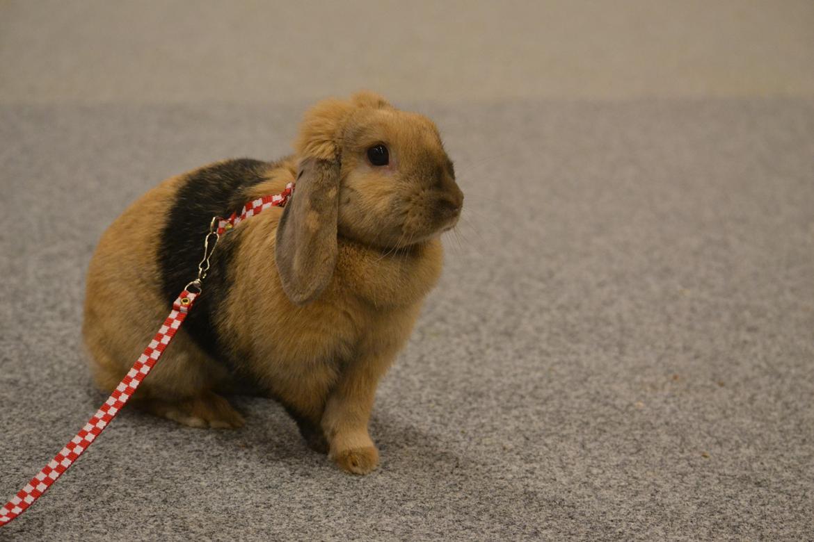 Kanin Æblehavens Zorra. - Jepsen Foto - Liva Jepsen.
Nustrup 2012 billede 12