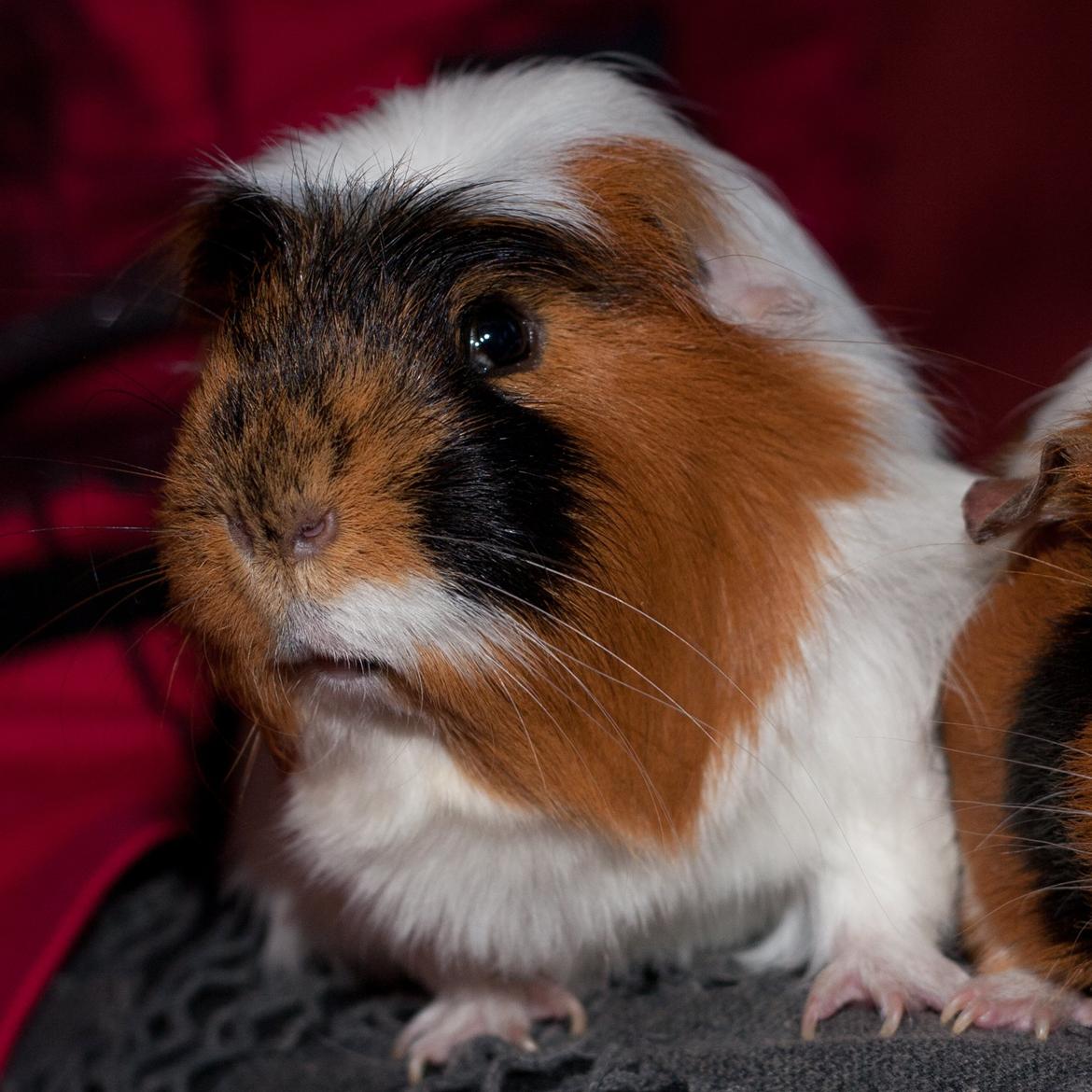 Marsvin Lillefod <3 † Du vil altid været savnet † - Søde billede 3