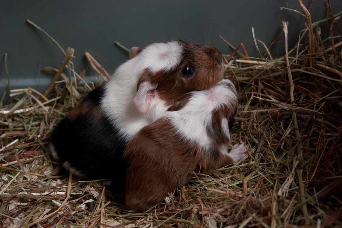 Marsvin Lillefod <3 † Du vil altid været savnet † - Lillefod & Mælketand.
De er nogen timer gamle, på dette billede. billede 4