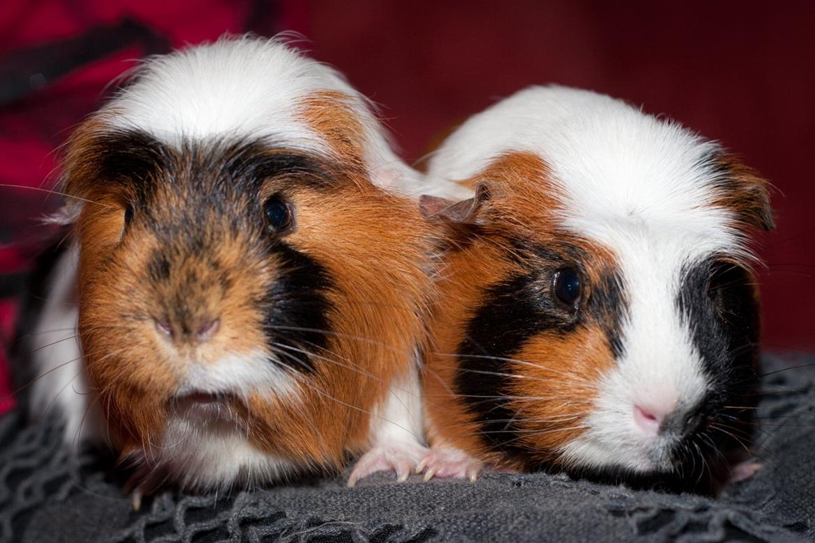 Marsvin Lillefod <3 † Du vil altid været savnet † - Lillefod og Mælketand. stadigvæk BEDSTE venner <3 billede 5