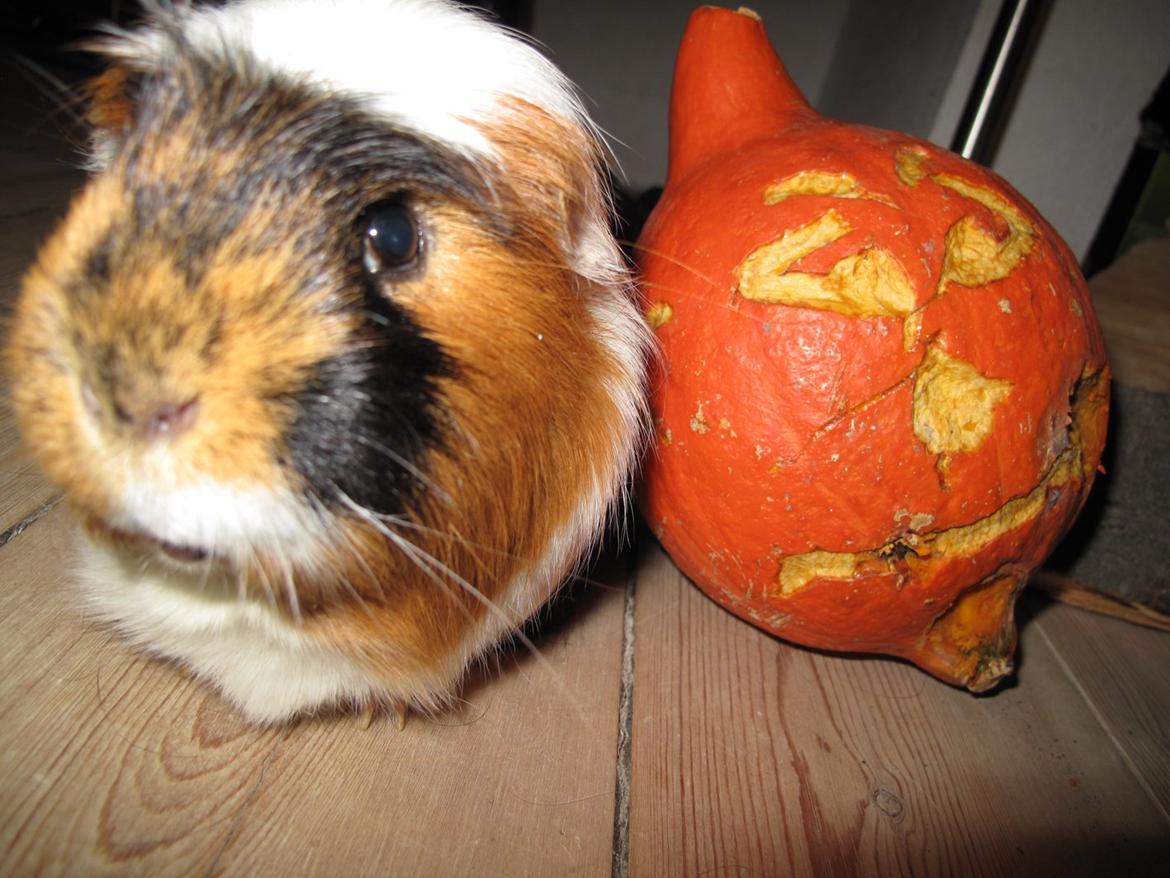 Marsvin Lillefod <3 † Du vil altid været savnet † - Halloween 2012! Lillefod og græskaret :) billede 8