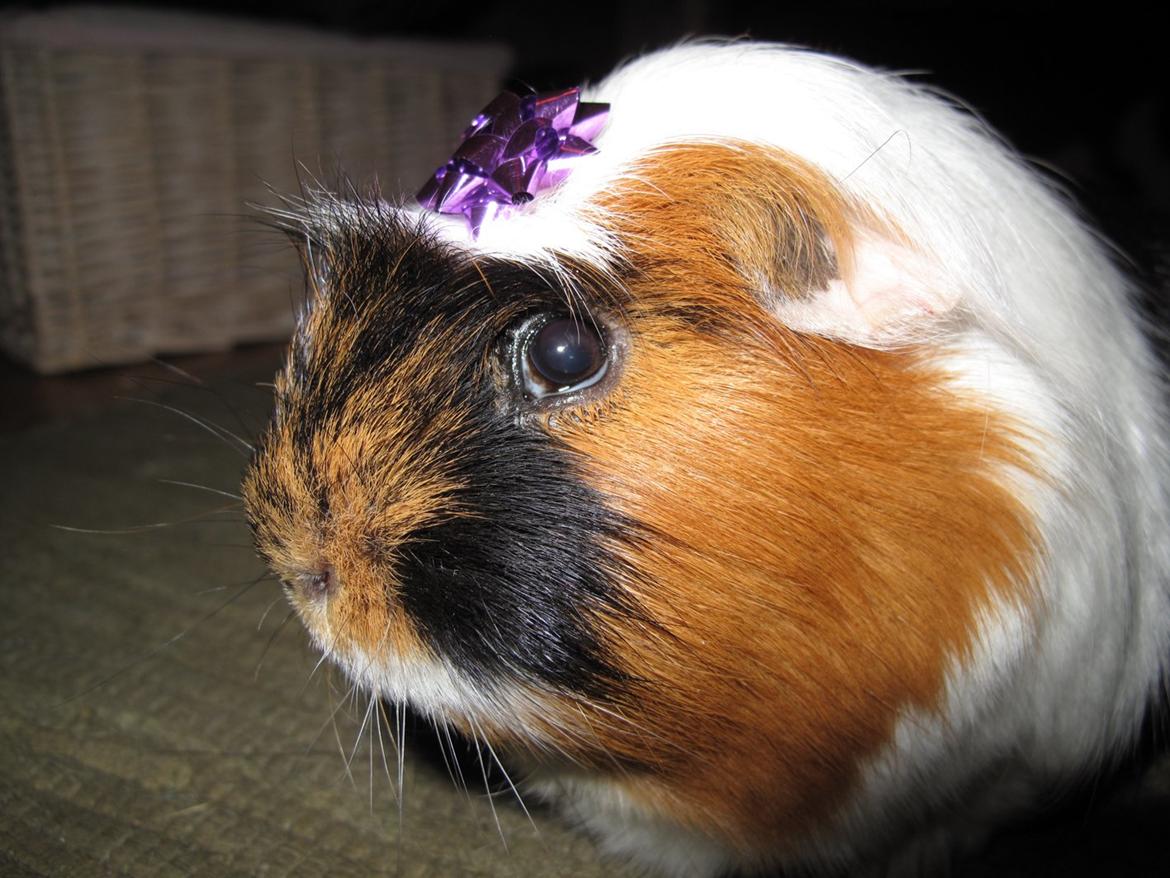 Marsvin Lillefod <3 † Du vil altid været savnet † - Nurgh.. <3 billede 6