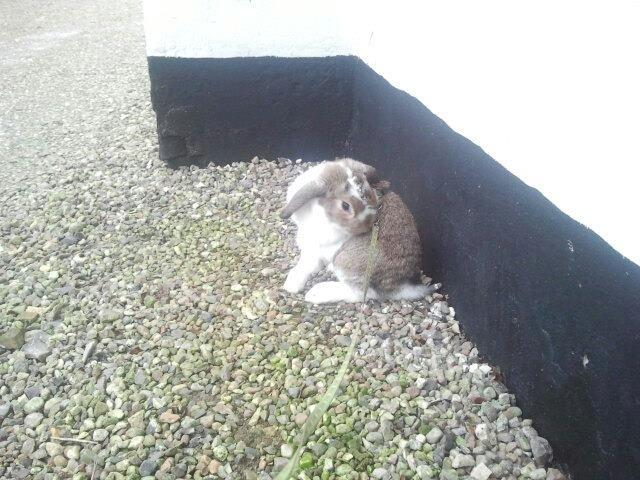 Kanin Strandvejs Tin Tin billede 6