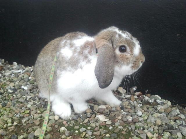 Kanin Strandvejs Tin Tin billede 4