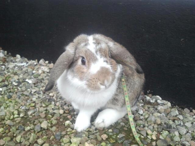 Kanin Strandvejs Tin Tin billede 5