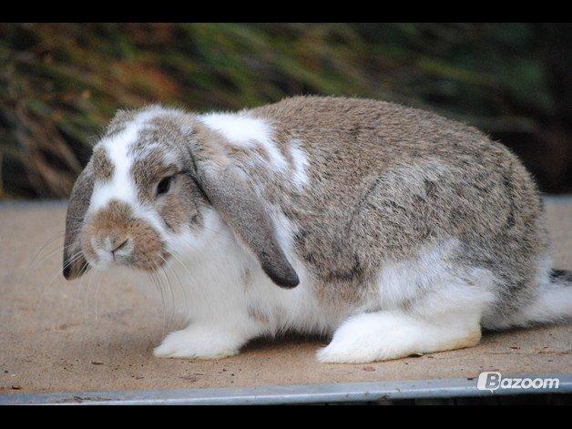 Kanin Strandvejs Tin Tin billede 3