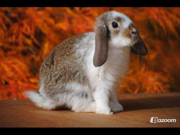 Kanin Strandvejs Tin Tin billede 7