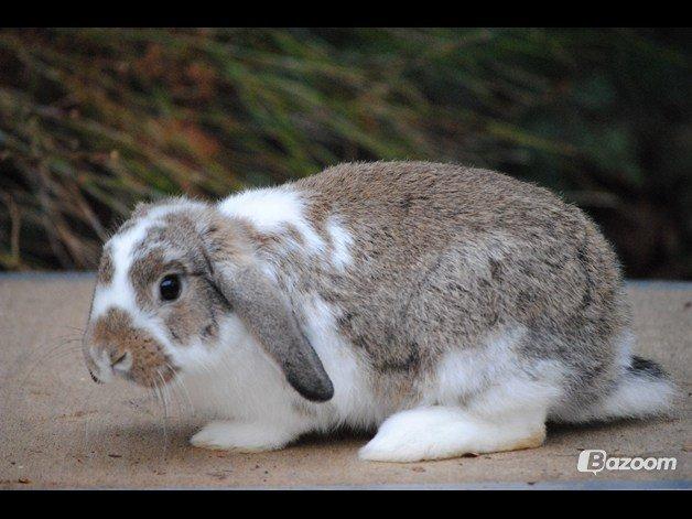 Kanin Strandvejs Tin Tin billede 8