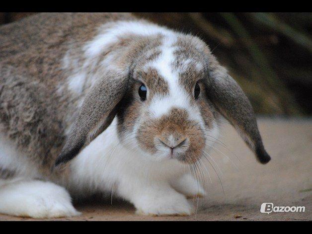 Kanin Strandvejs Tin Tin billede 9