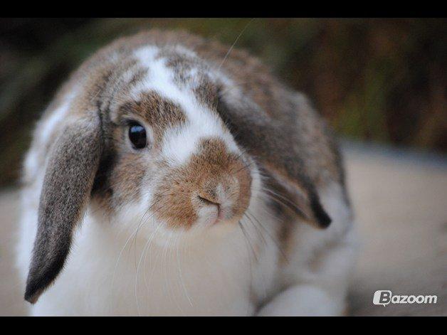 Kanin Strandvejs Tin Tin billede 10