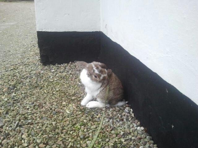 Kanin Strandvejs Tin Tin billede 11