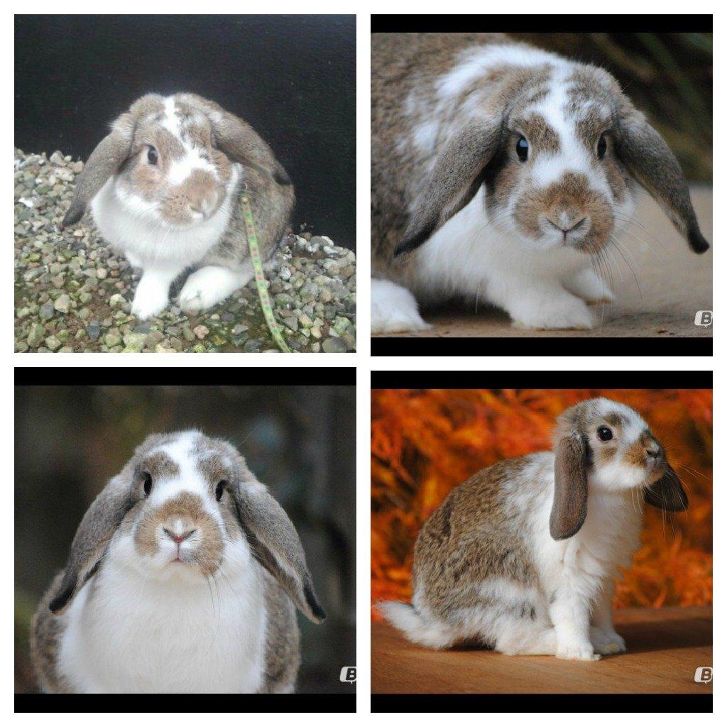 Kanin Strandvejs Tin Tin billede 1