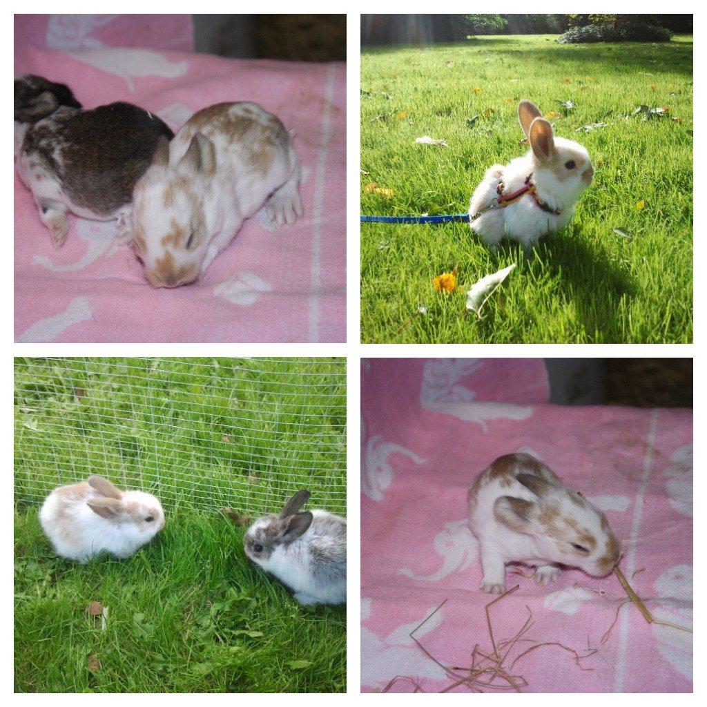 Kanin Rådved Nygård´s Star Scream (Udlånt) billede 1