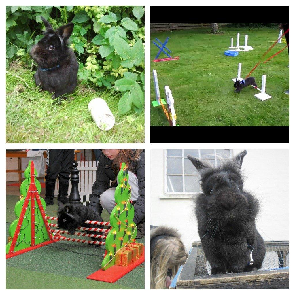 Kanin l Tinto l billede 1