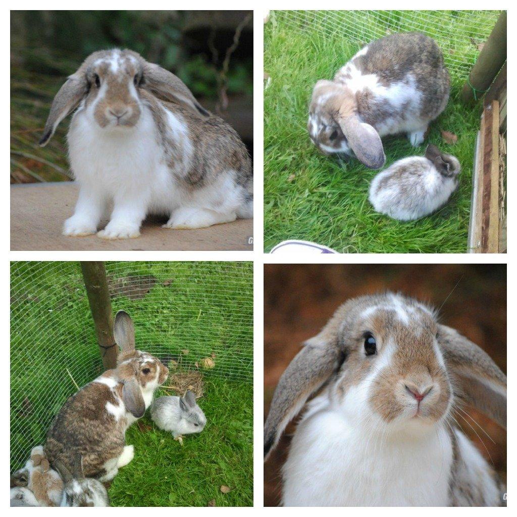 Kanin Strandvejs Toffifee billede 1