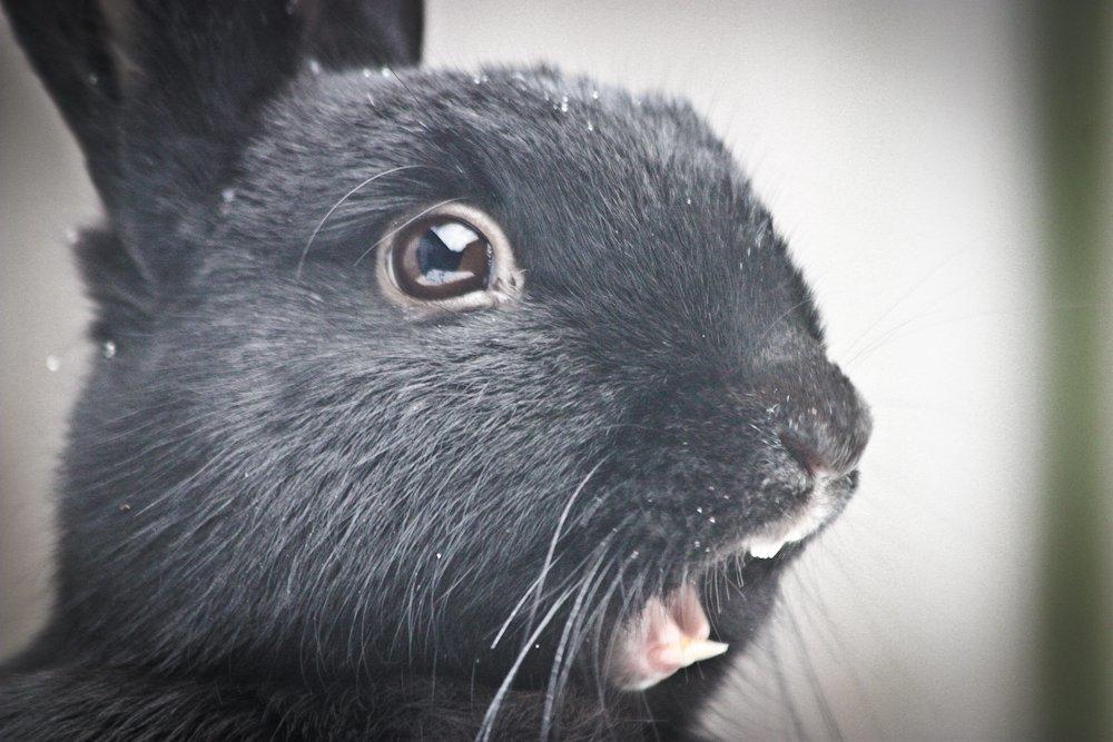 Kanin Mercedes Mayback - Nyder vintervejret 2012  billede 2