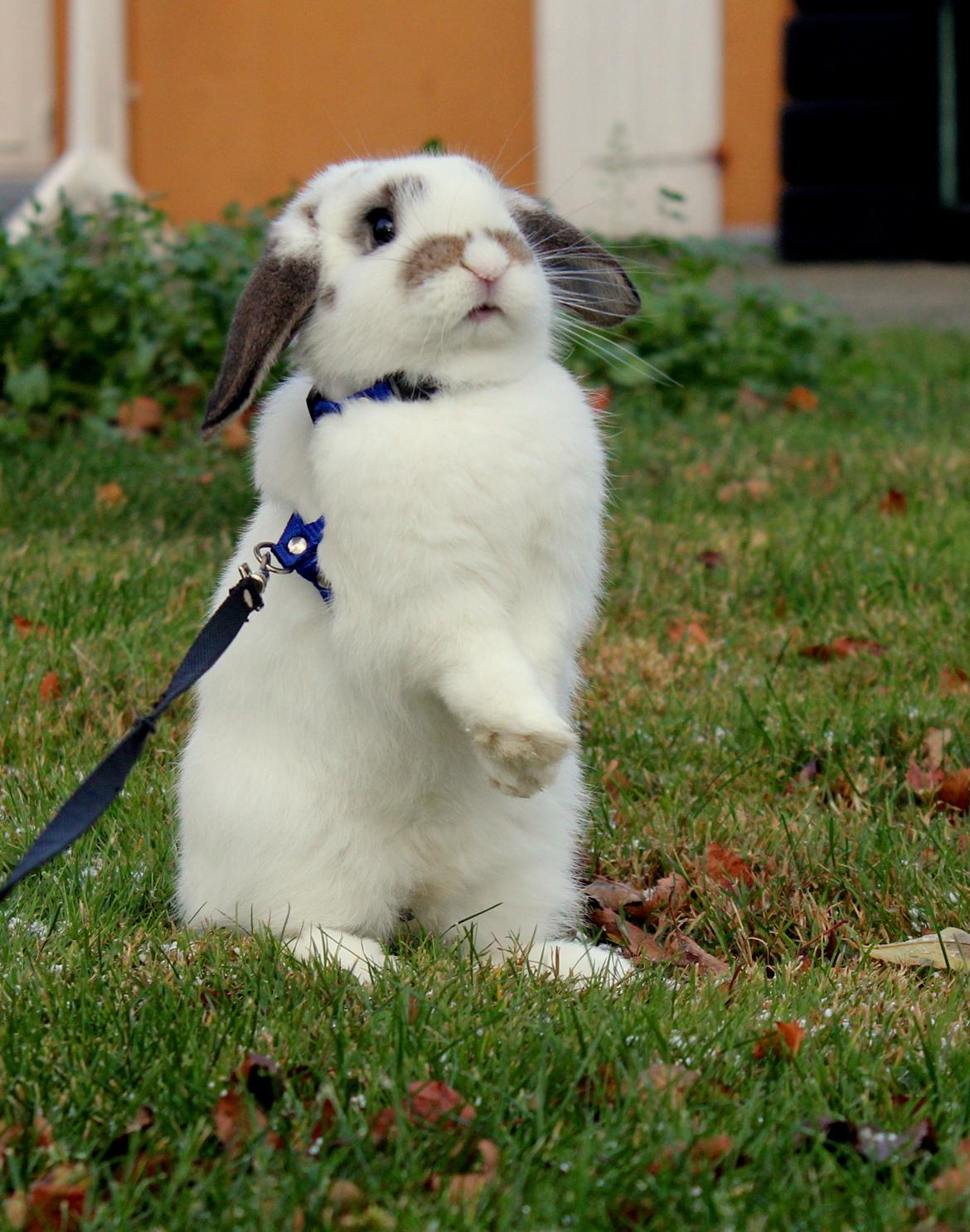 Kanin Winds Giyan billede 27