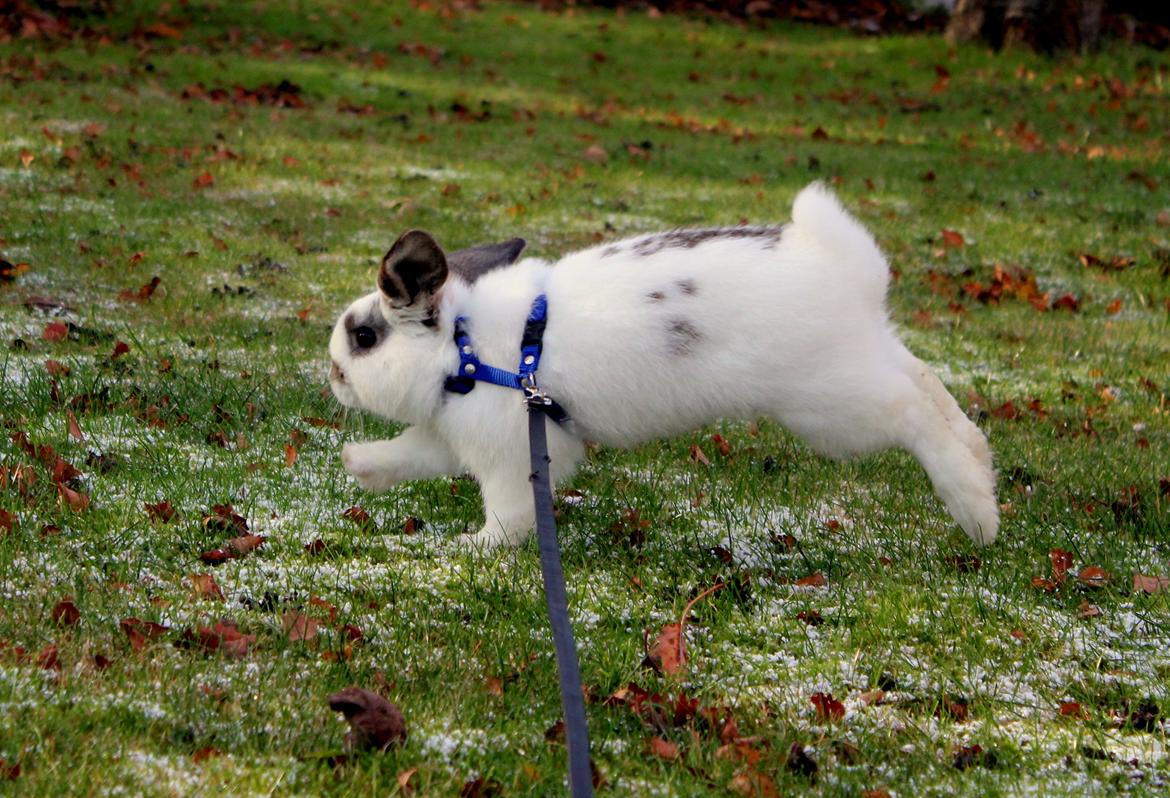 Kanin Winds Giyan billede 26