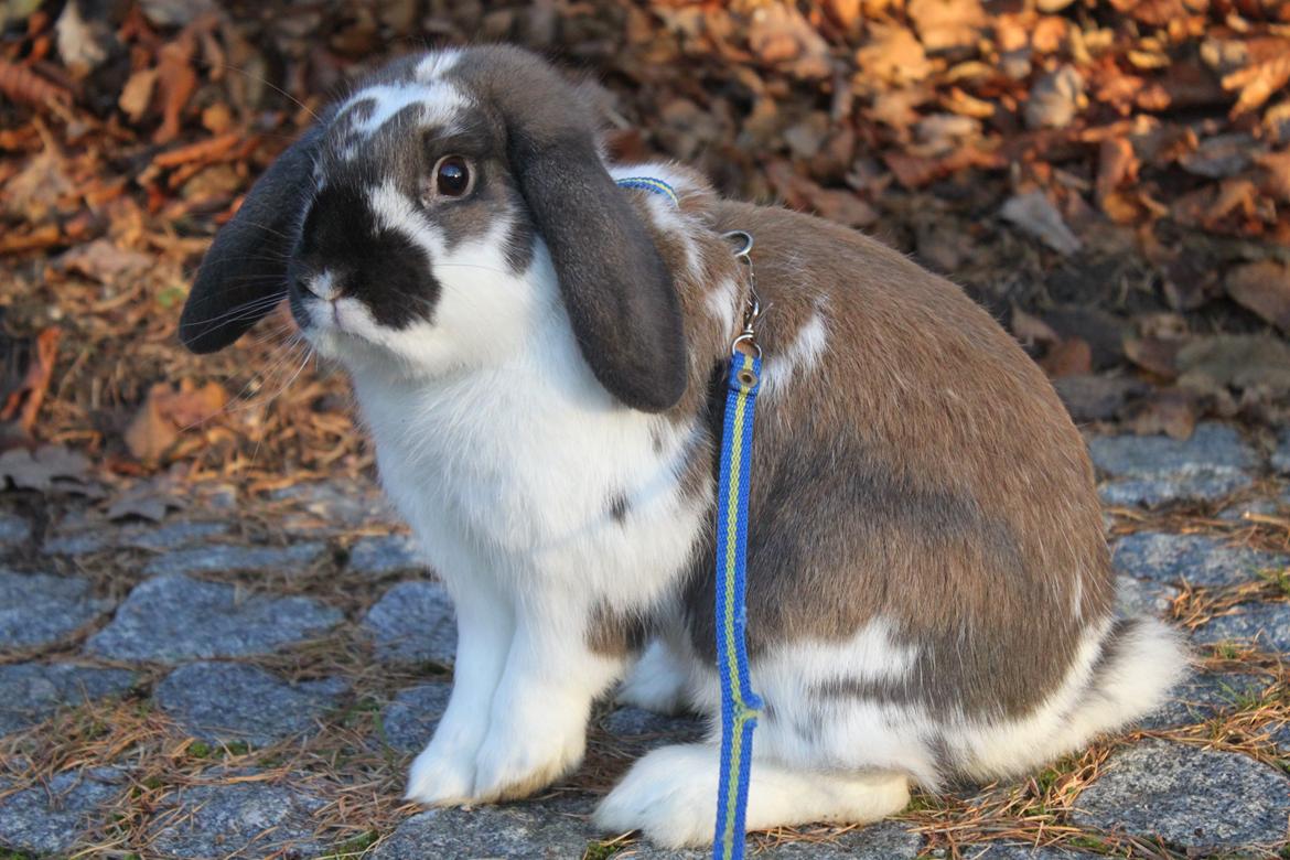 Kanin CAs Arecurius Donn billede 18