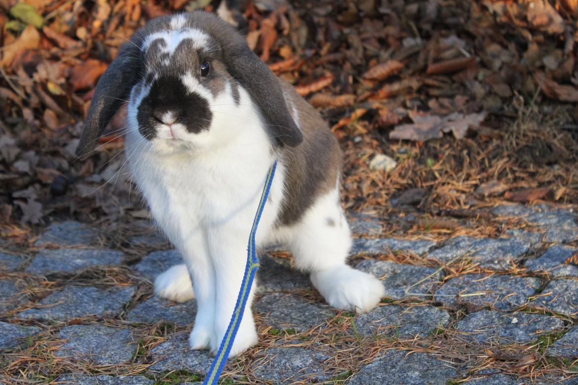 Kanin CAs Arecurius Donn billede 1