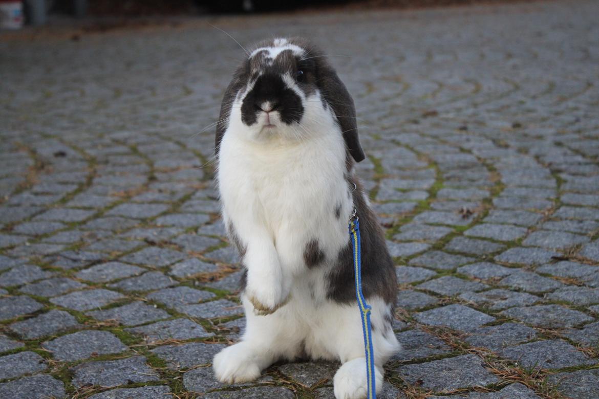 Kanin CAs Arecurius Donn billede 19