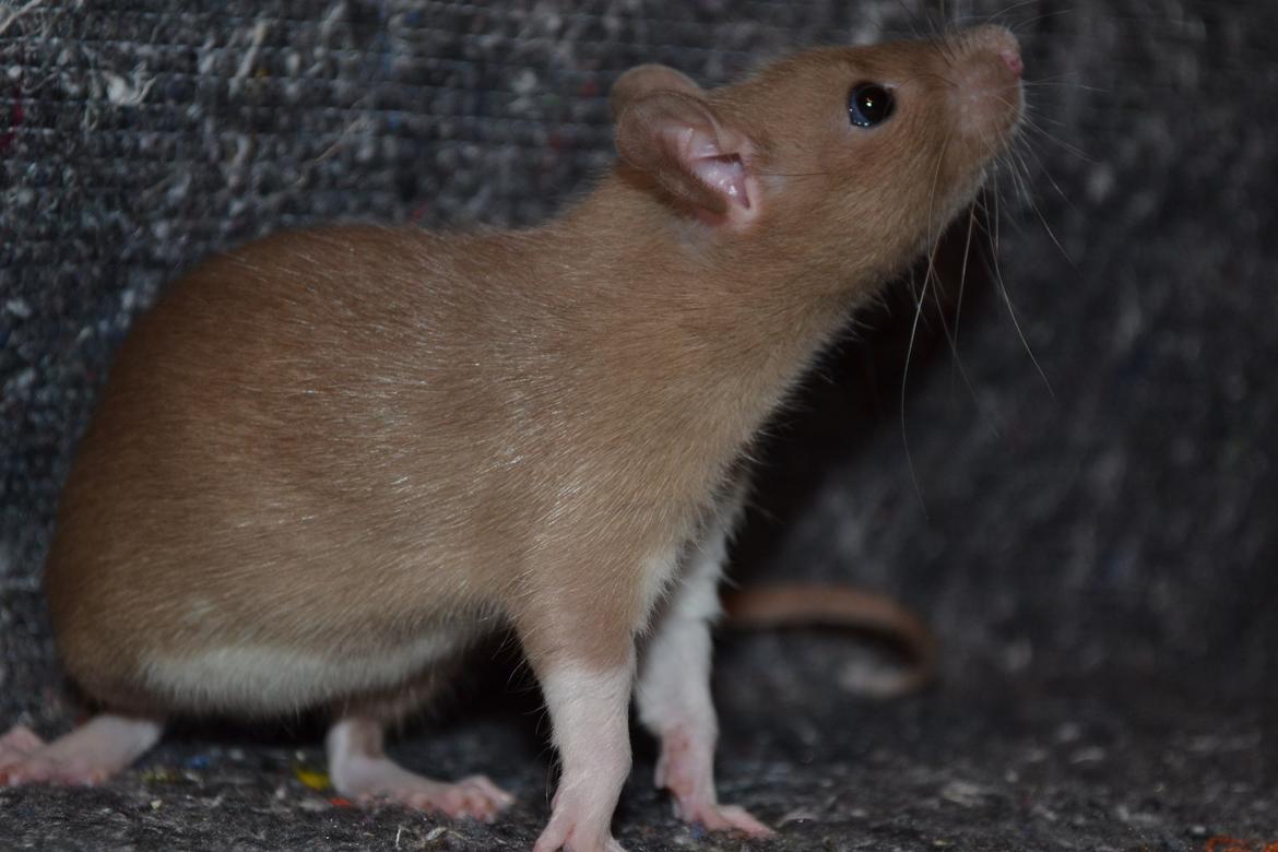 Tamrotte - Donau's Felek billede 1