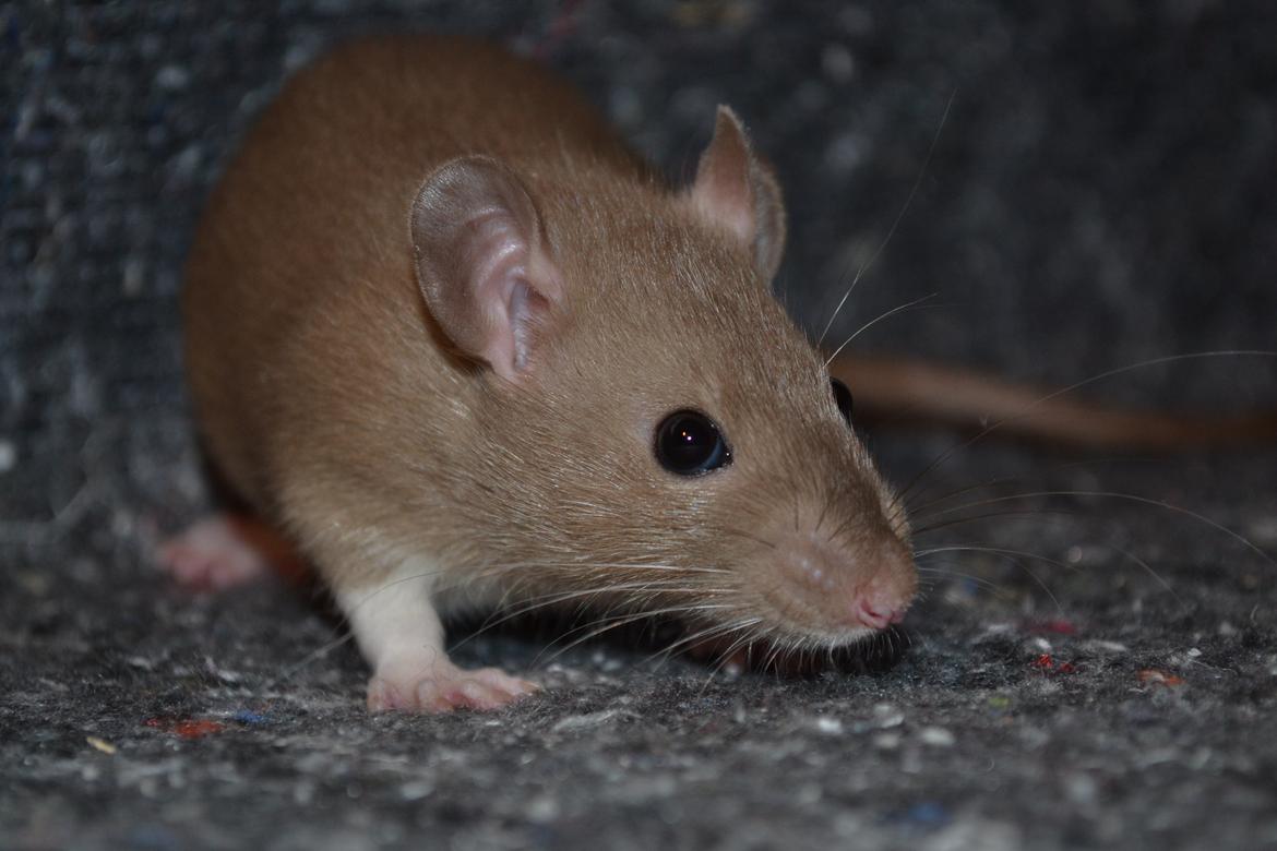 Tamrotte - Donau's Felek billede 2