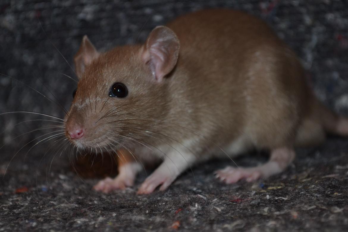 Tamrotte - Donau's Felek billede 3