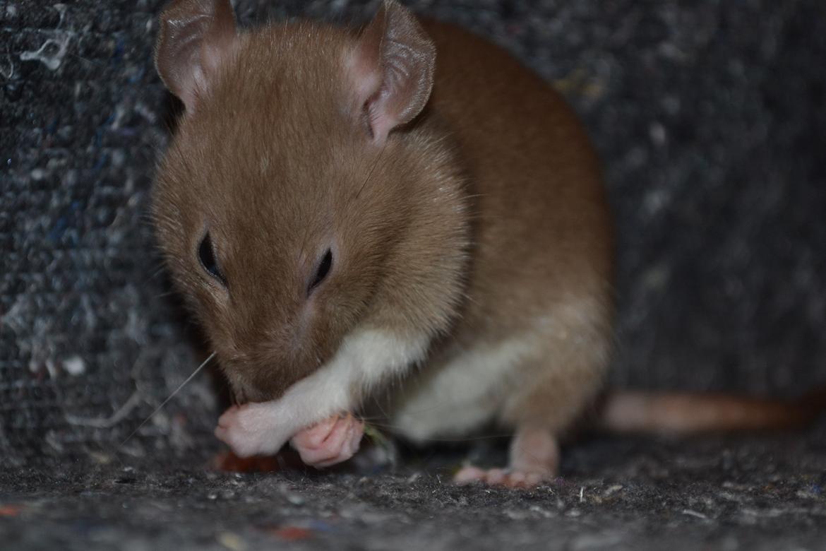 Tamrotte - Donau's Felek billede 4