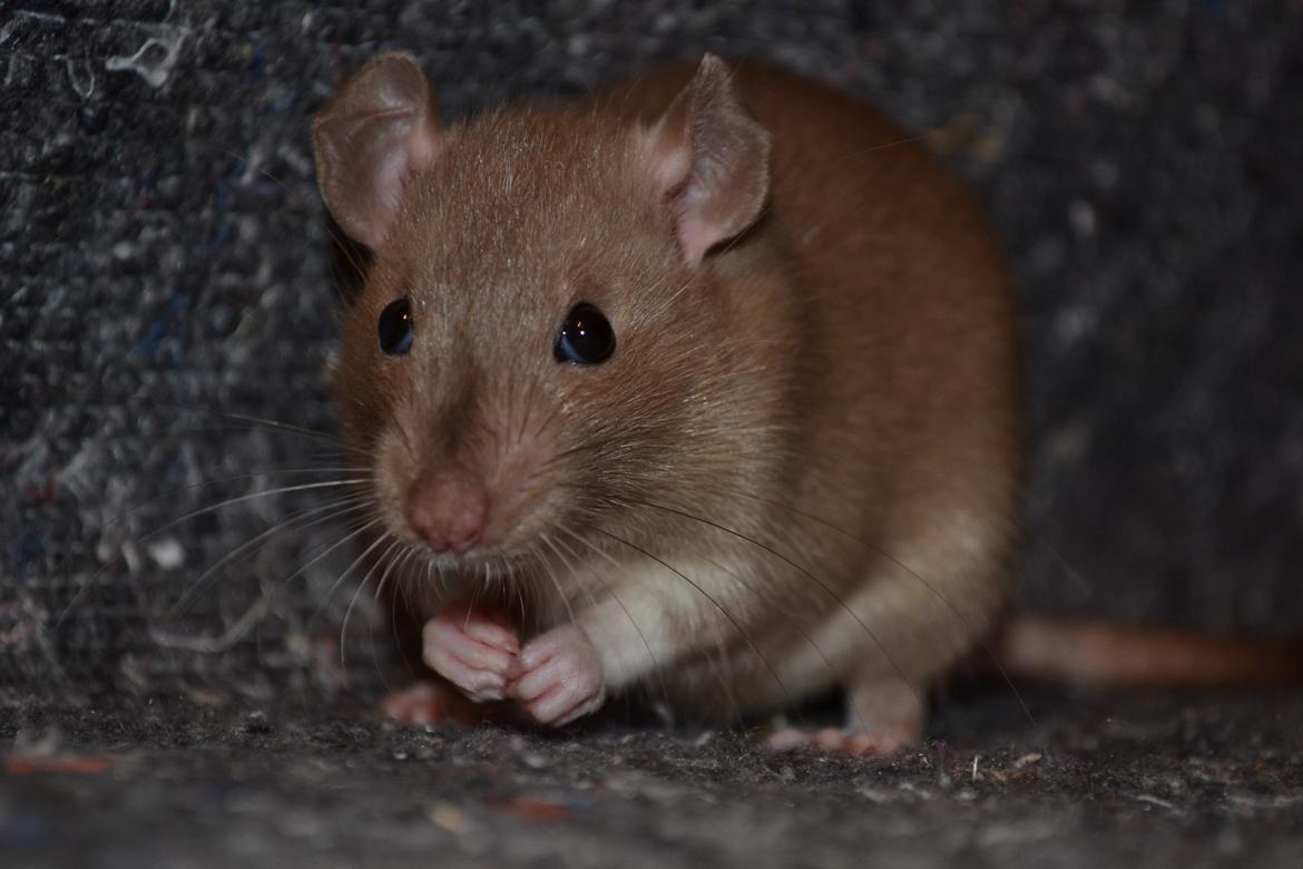 Tamrotte - Donau's Felek billede 5