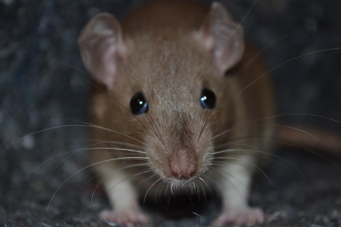 Tamrotte - Donau's Felek billede 6