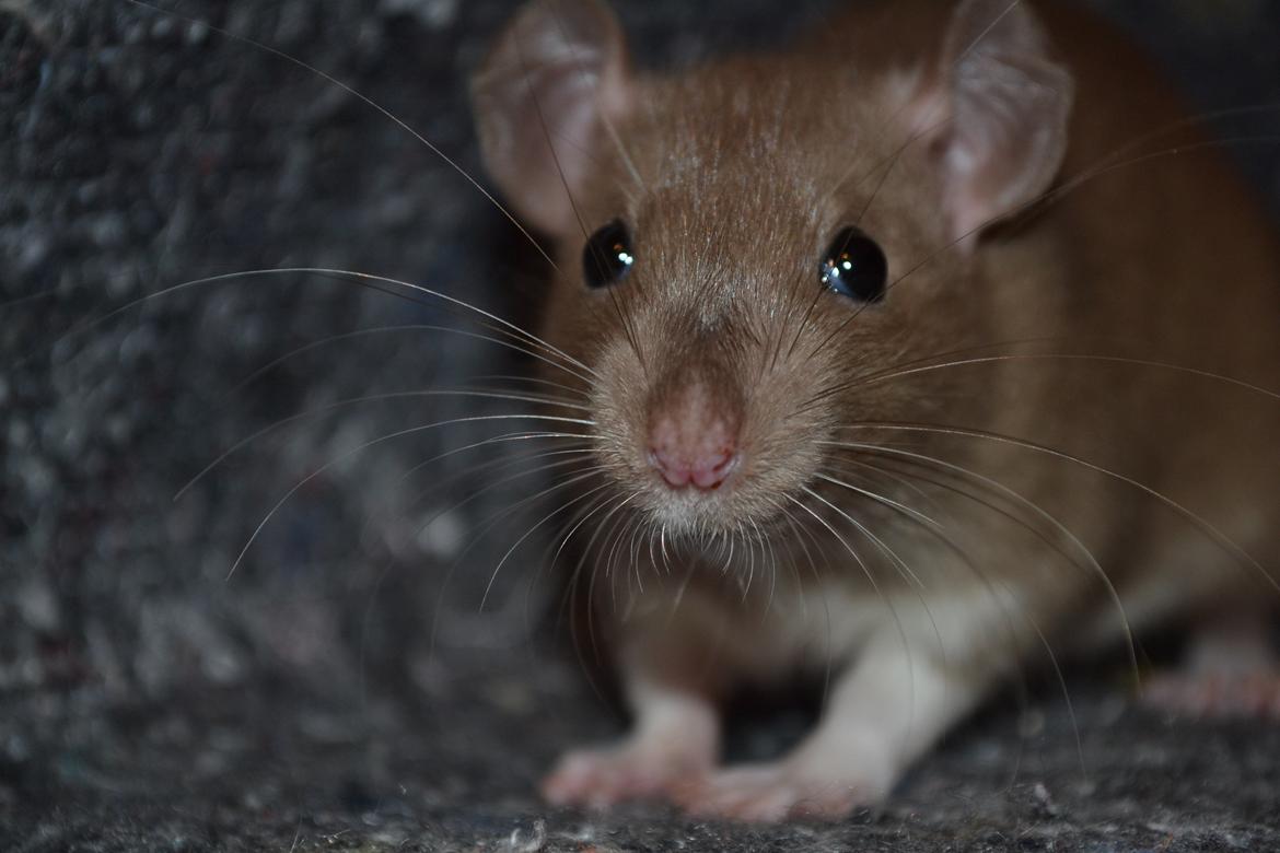 Tamrotte - Donau's Felek billede 7