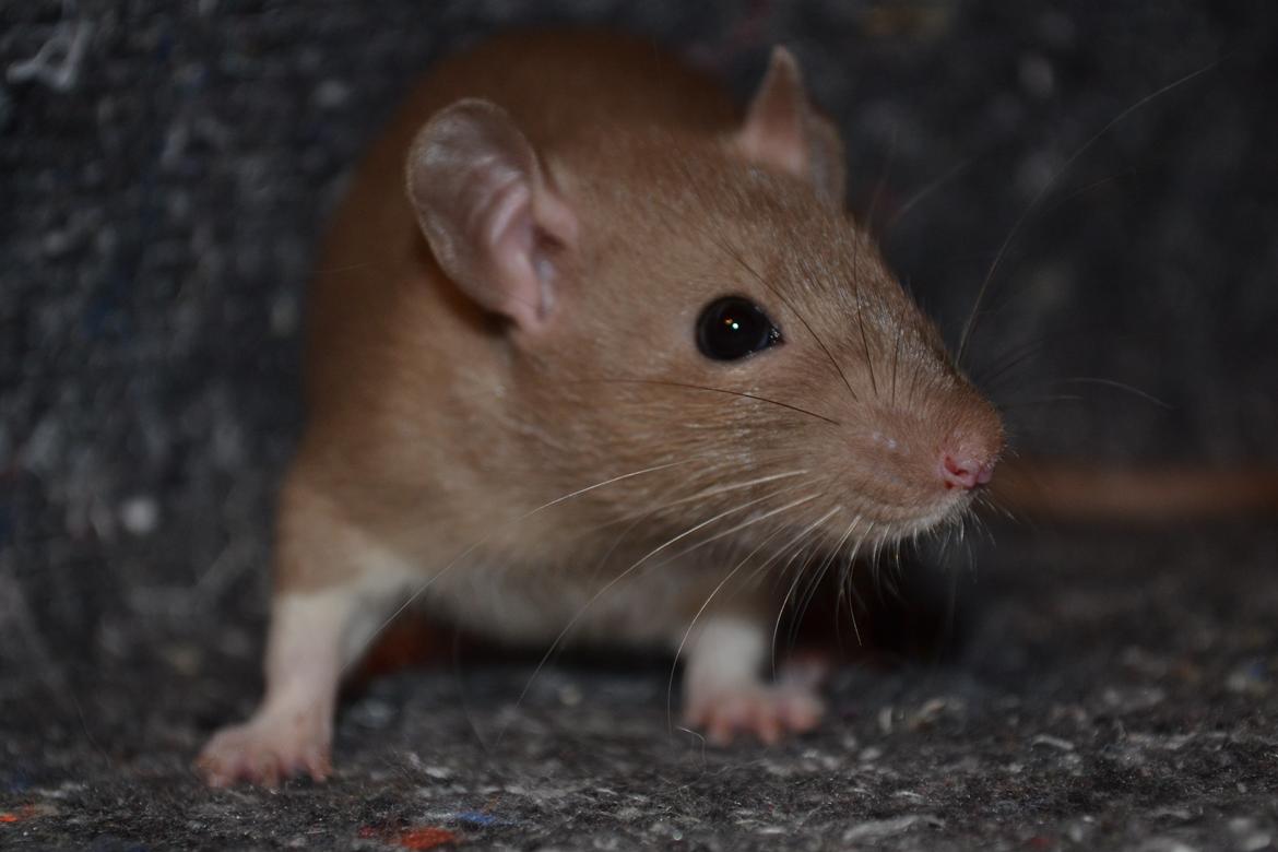 Tamrotte - Donau's Felek billede 8