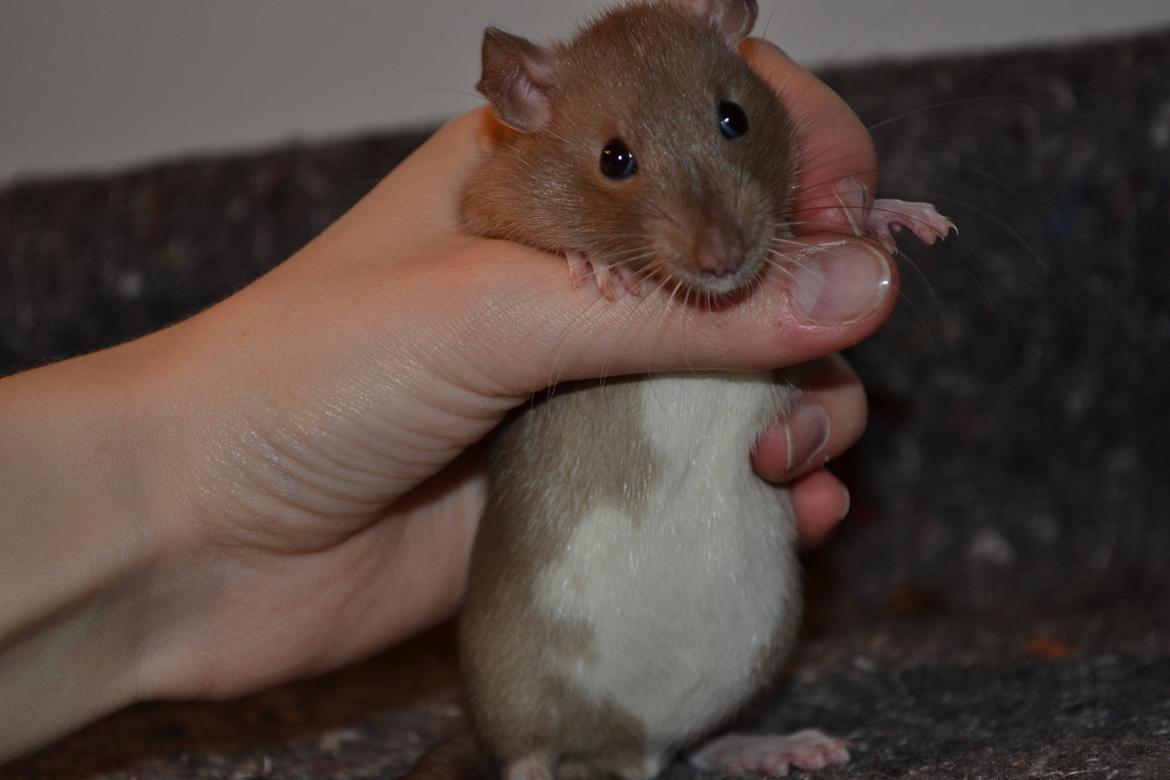 Tamrotte - Donau's Felek billede 9