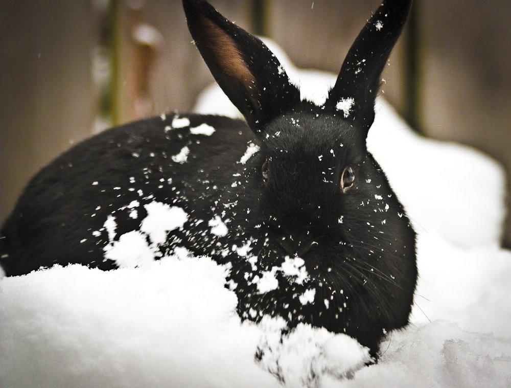 Kanin Mercedes Mayback billede 3