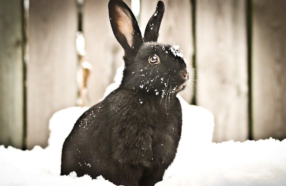 Kanin Mercedes Mayback billede 1