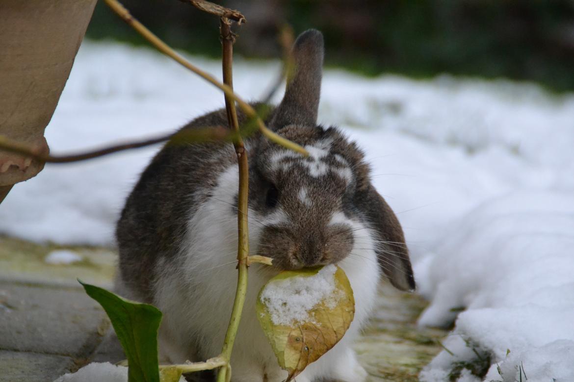 Kanin Winds Fuji billede 12