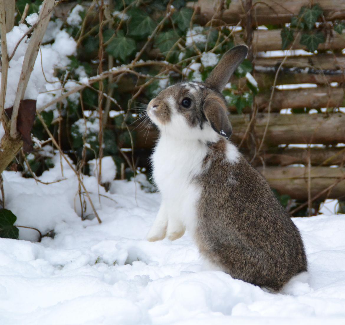 Kanin Winds Fuji billede 4