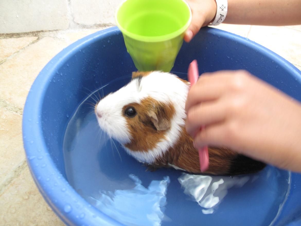 Marsvin Brunpote <3 billede 16