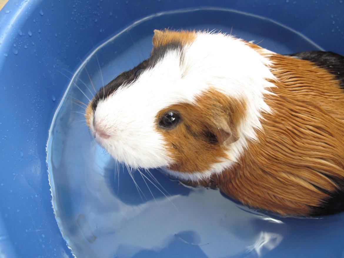 Marsvin Brunpote <3 - Lækker <3 billede 8