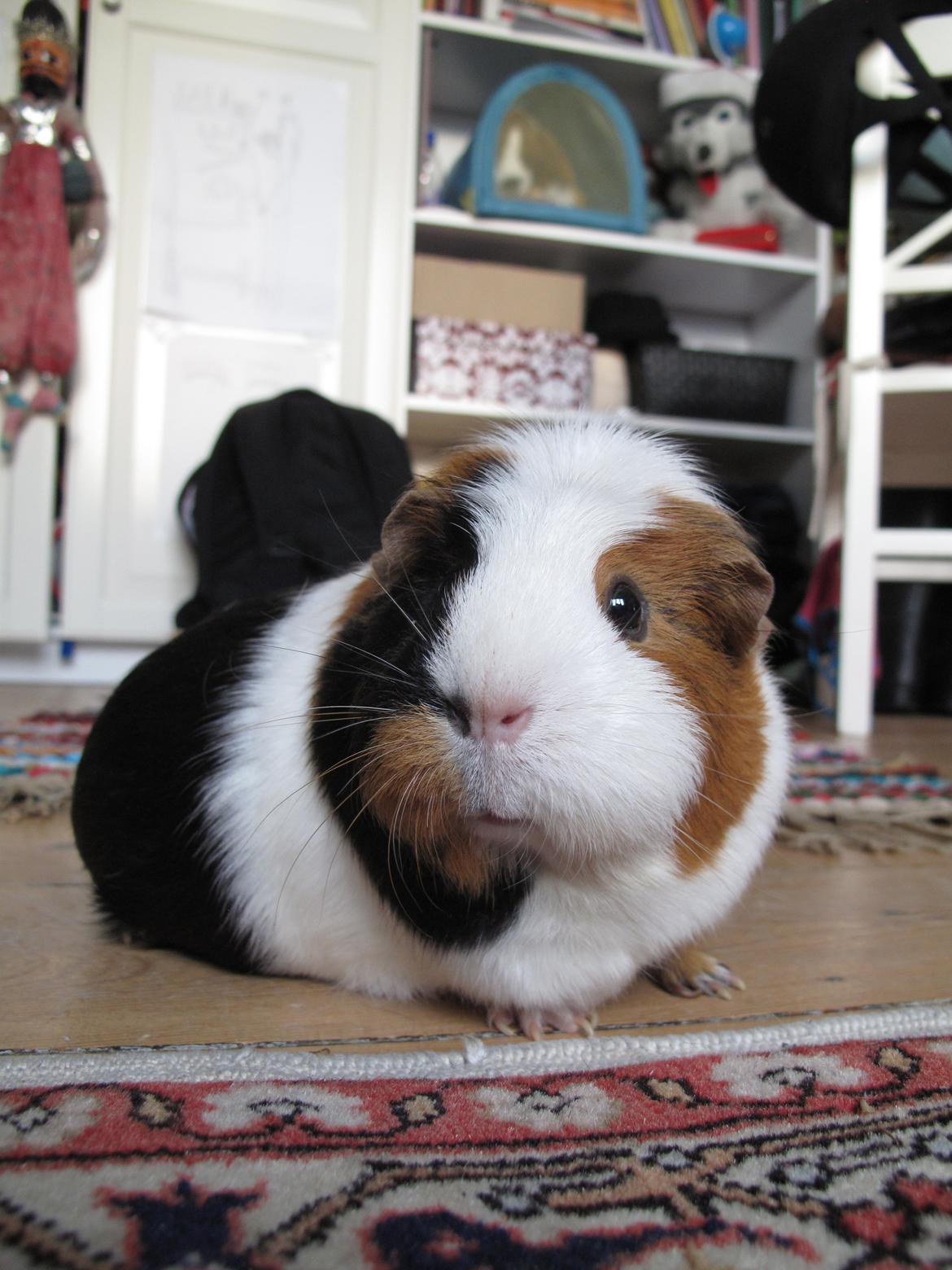 Marsvin Brunpote <3 billede 4