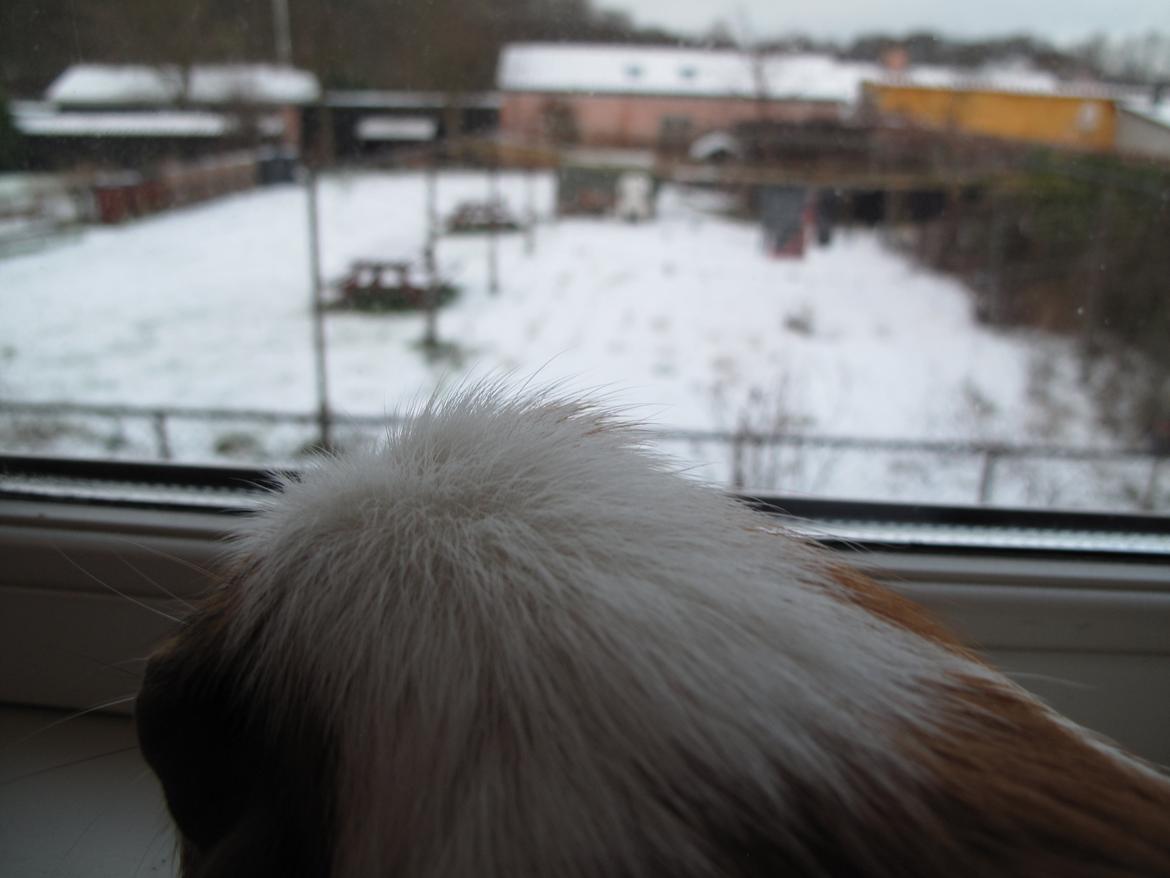 Marsvin Brunpote <3 - Brunpoten kigger ud af vinduet billede 5